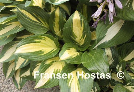 Hosta American Sweetheart